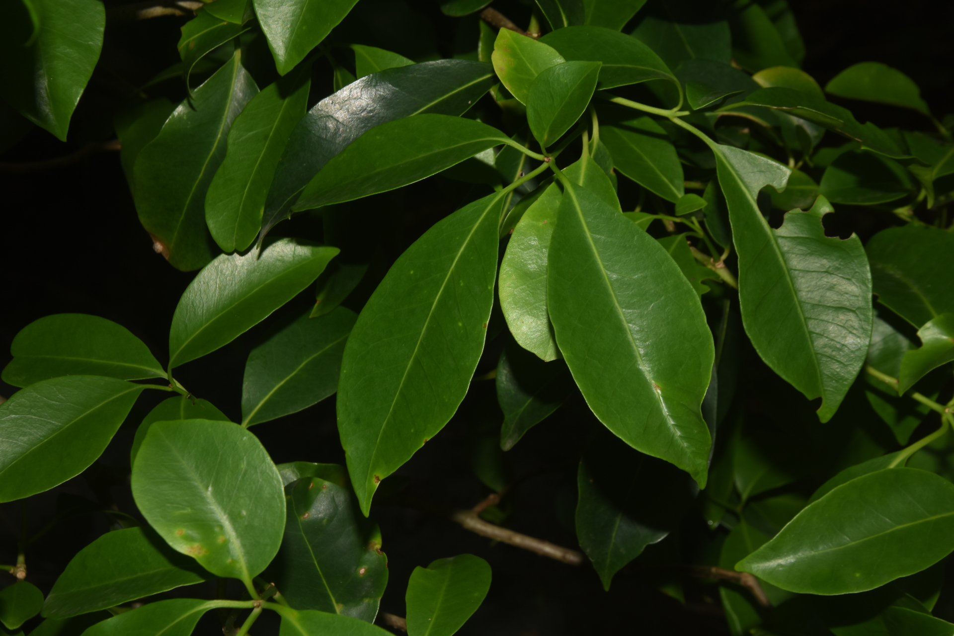 Guapira fragrans (Dum.Cours.) Little - Photo Bivouac Naturaliste
